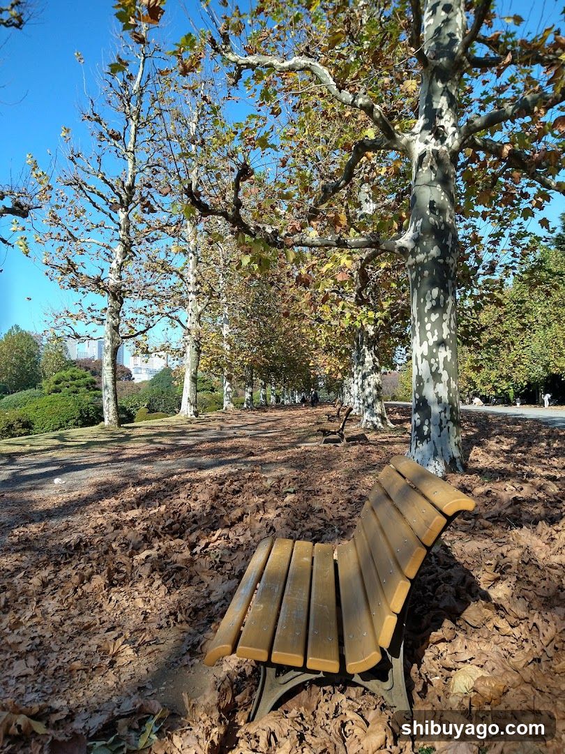 Row Of Plane Trees
