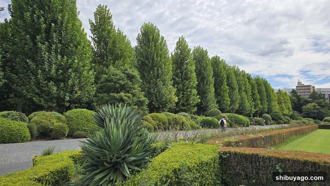 Row Of Plane Trees