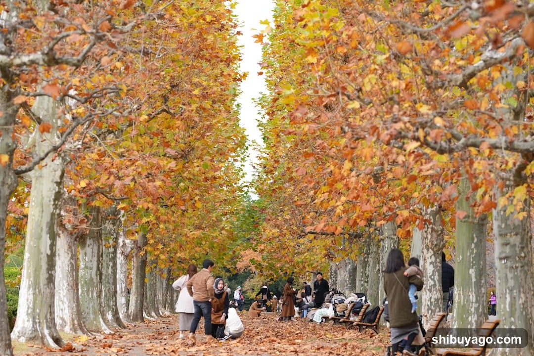 Row Of Plane Trees