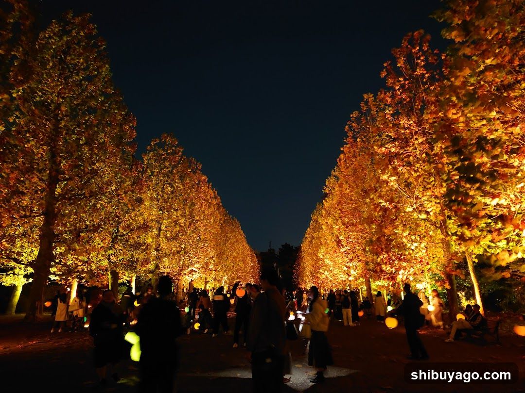 Row Of Plane Trees