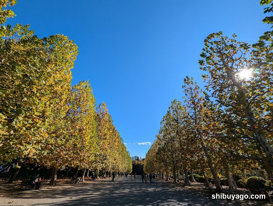 Row Of Plane Trees