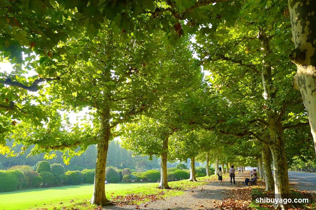 Row Of Plane Trees