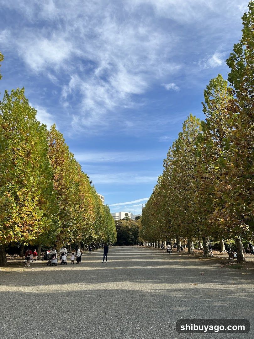 Row Of Plane Trees