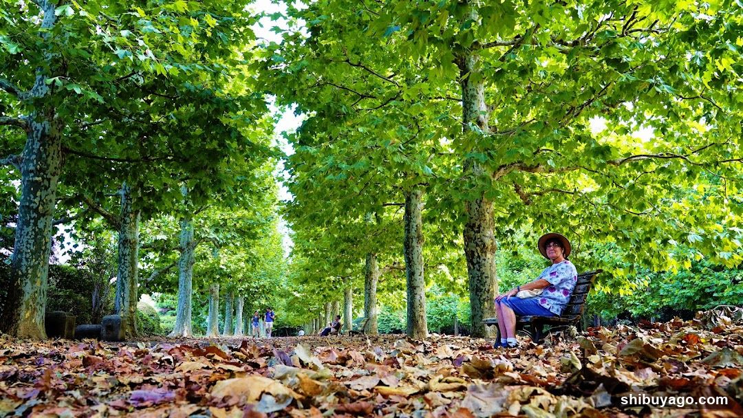 Row Of Plane Trees