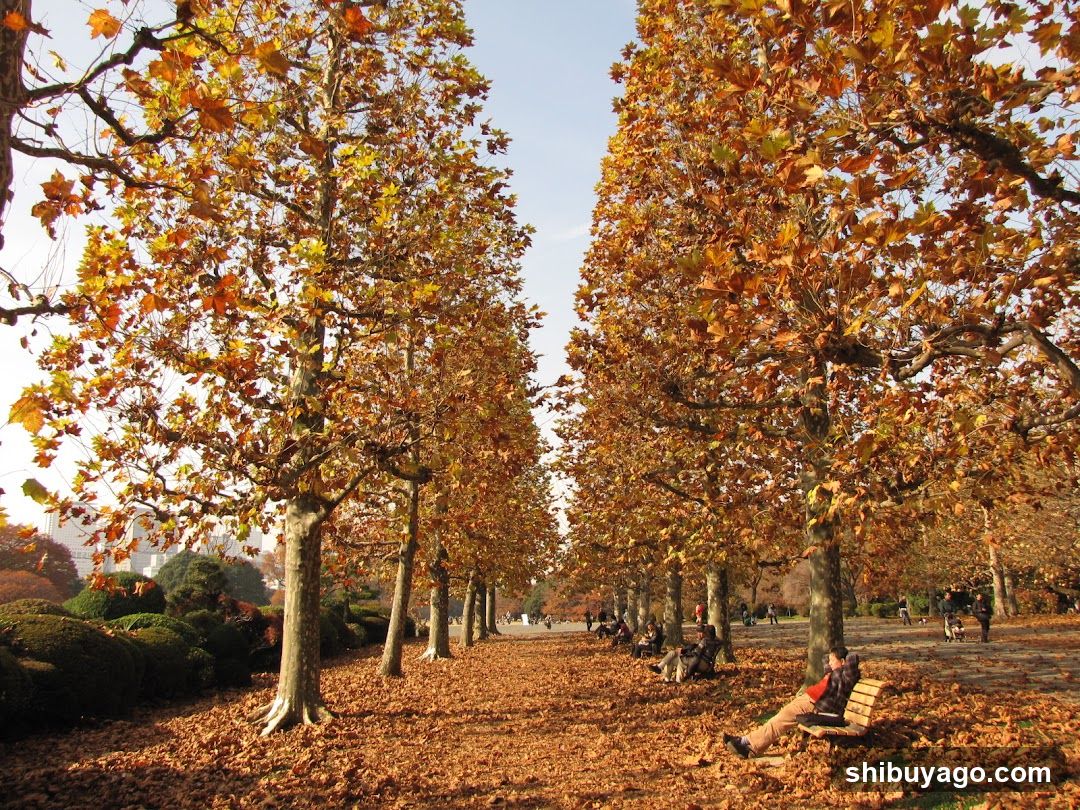 Row Of Plane Trees