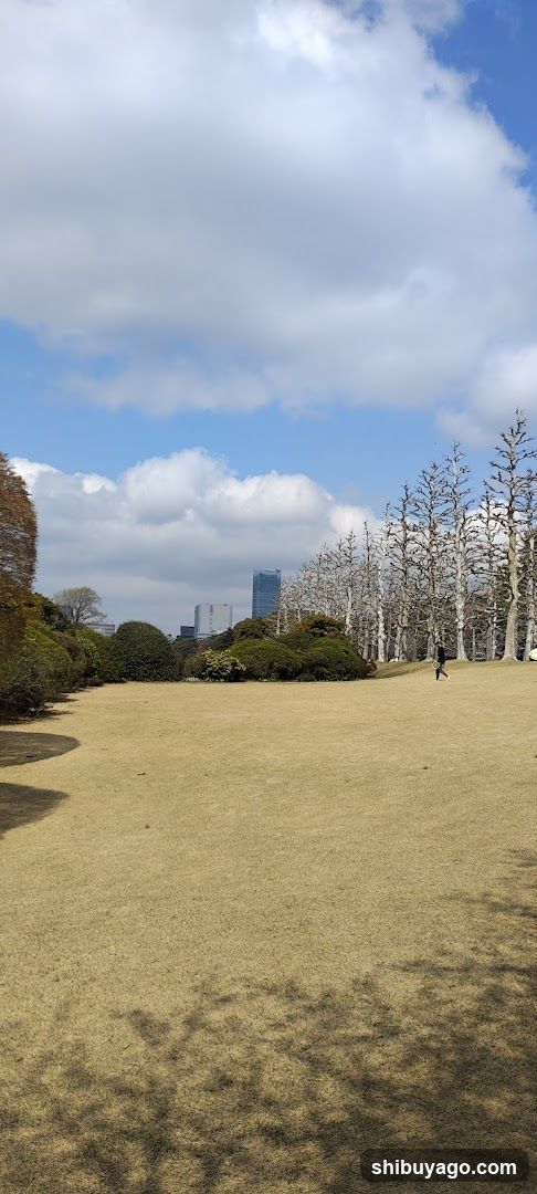 Row Of Plane Trees