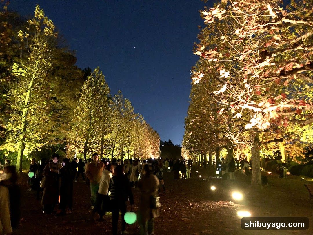 Row Of Plane Trees