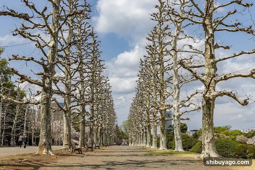 Row Of Plane Trees