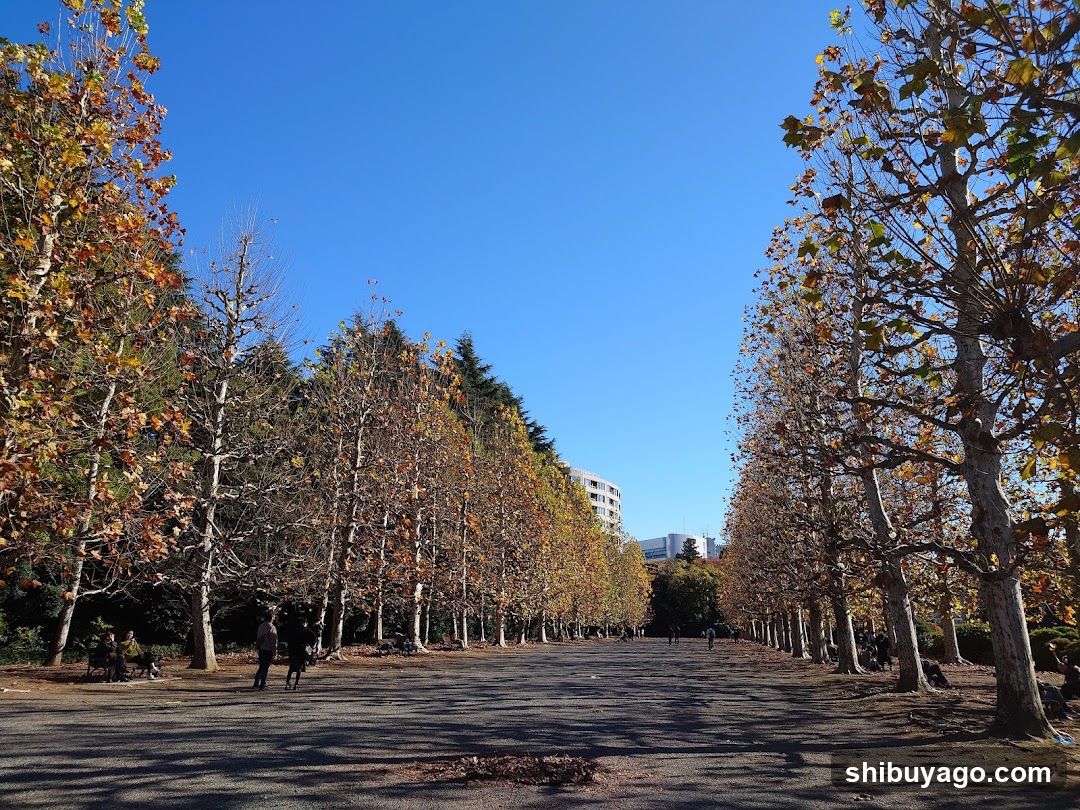 Row Of Plane Trees