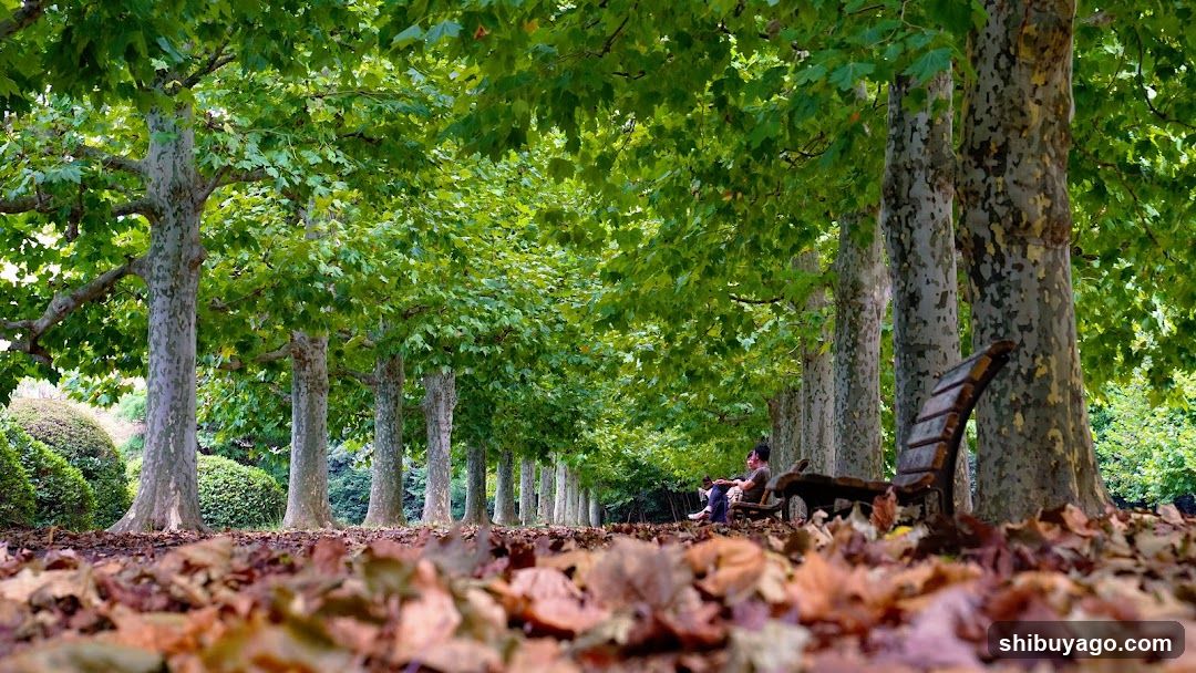 Row Of Plane Trees