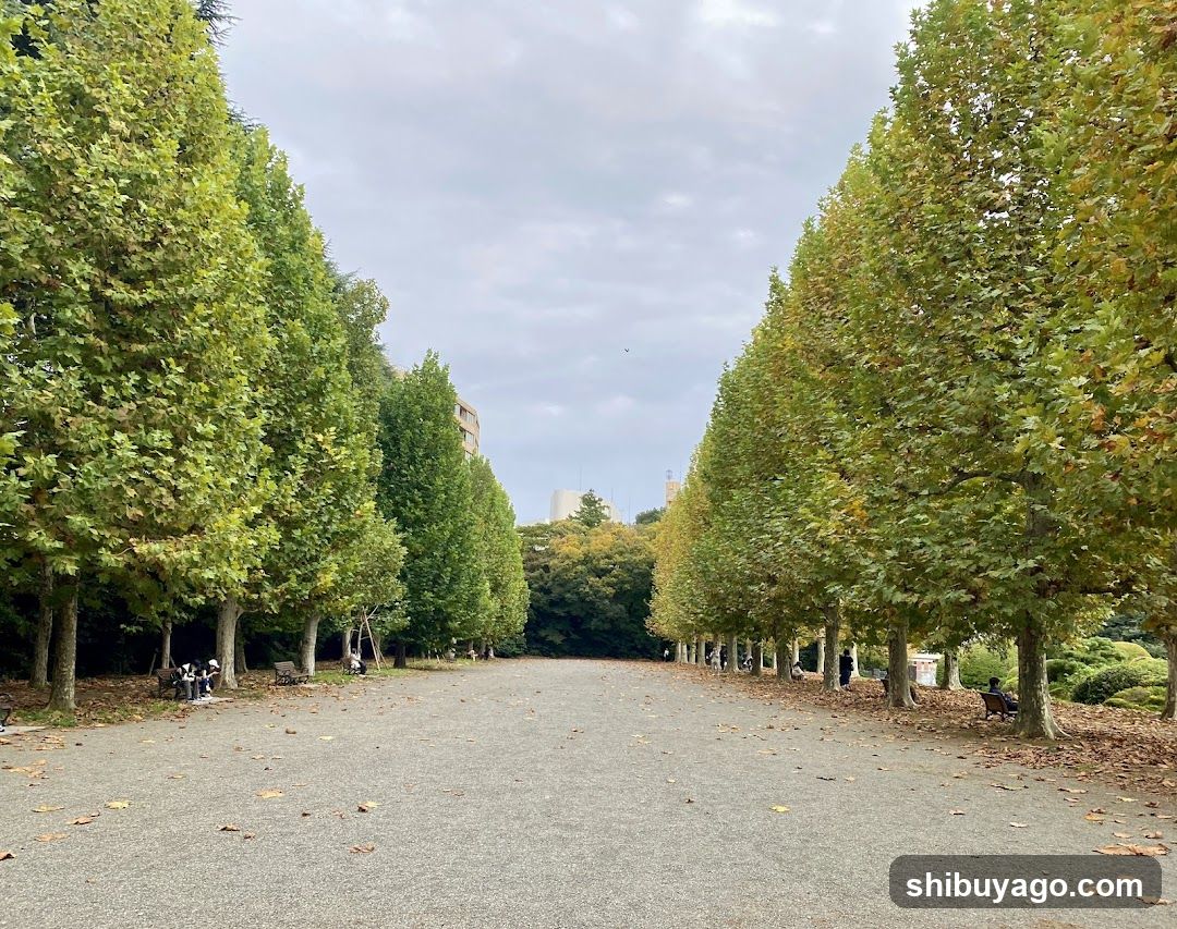 Row Of Plane Trees