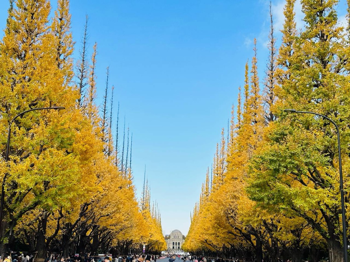 Meiji Jingu Gaien Ginkgo Avenue