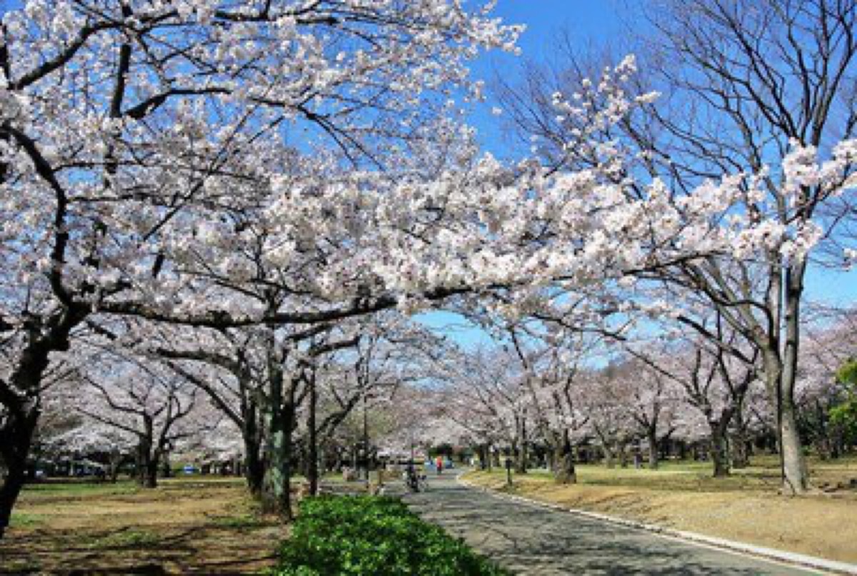 Cherry Blossoms at Yoyogi Park