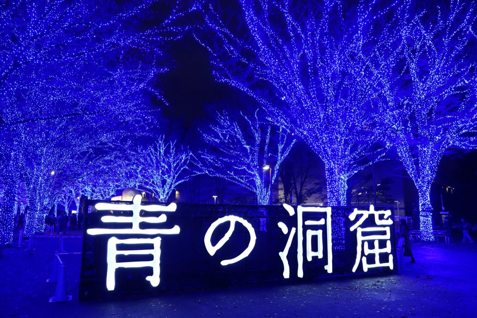 Blue zelkova canopy on the Blue Cave SHIBUYA walk, past season