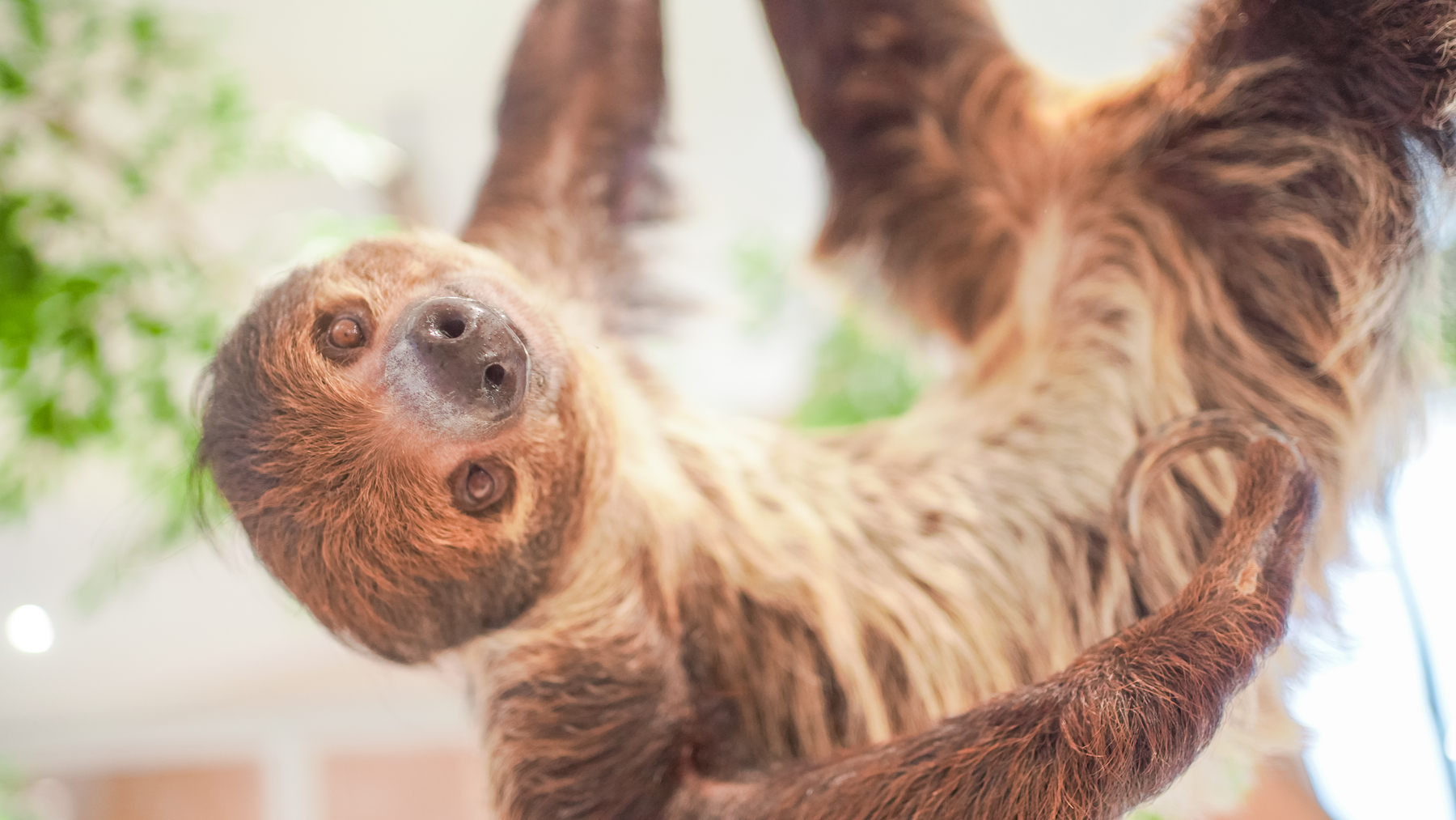 Moff Animal Cafe CUTE CUBE Harajuku: A First-Timer's Guide to the Sloth-and-Owl Cafe