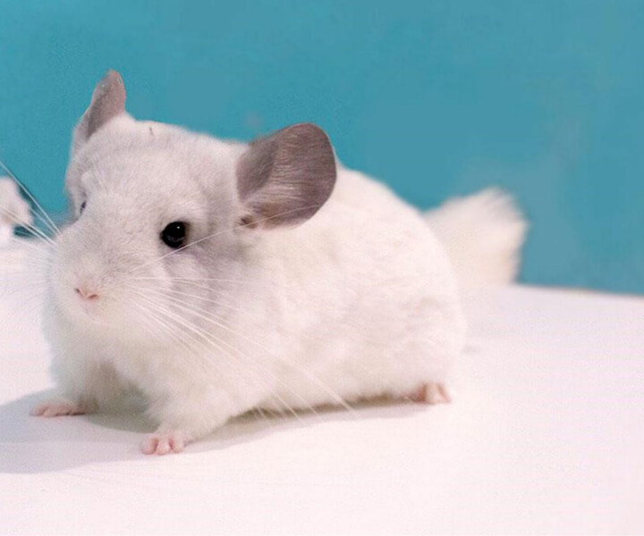 Chinchilla at Moff Animal Cafe CUTE CUBE Harajuku