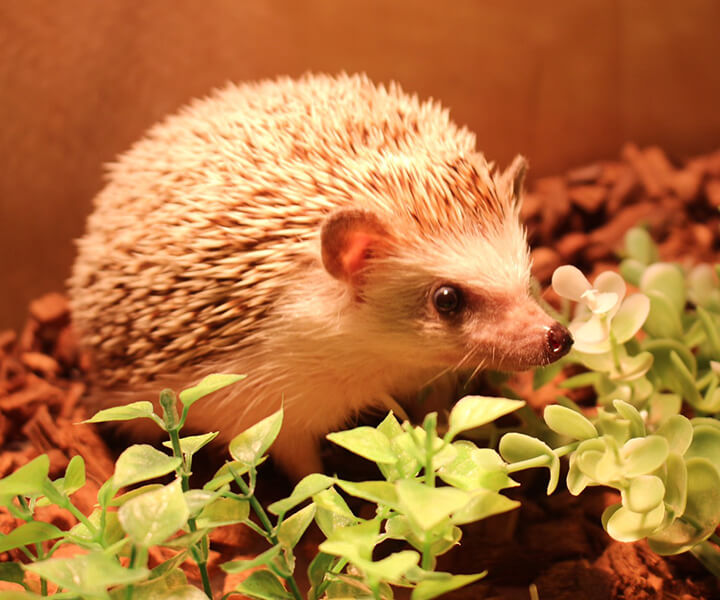 Hedgehog at Moff Animal Cafe CUTE CUBE Harajuku
